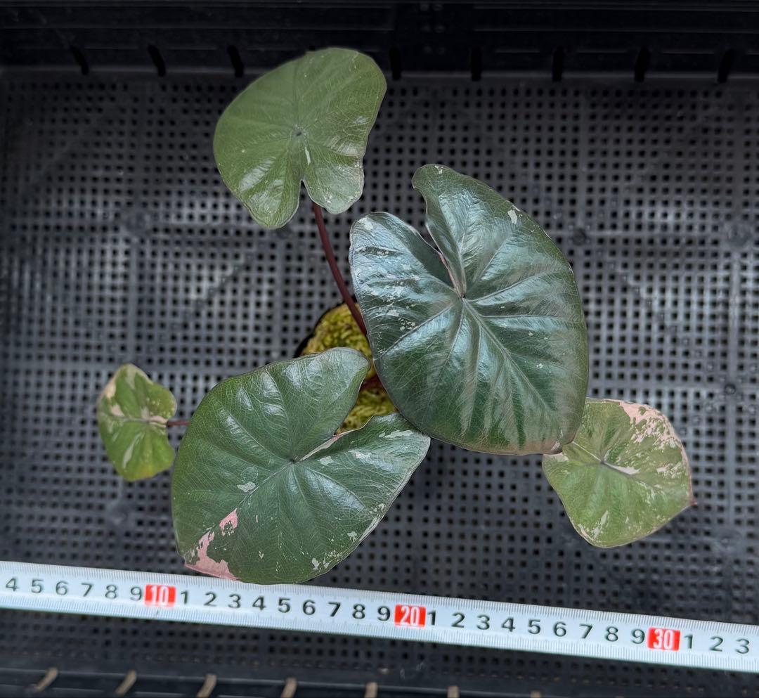 希少　アロカシア ピンクセレンディピティ 斑入り　鉢ごとメルカリ便