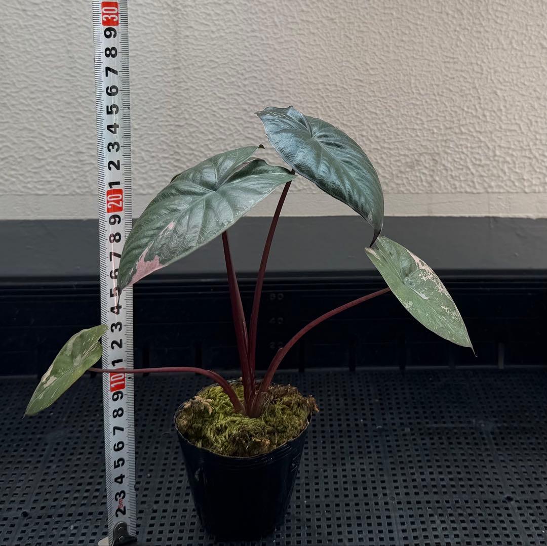 希少　アロカシア ピンクセレンディピティ 斑入り　鉢ごとメルカリ便