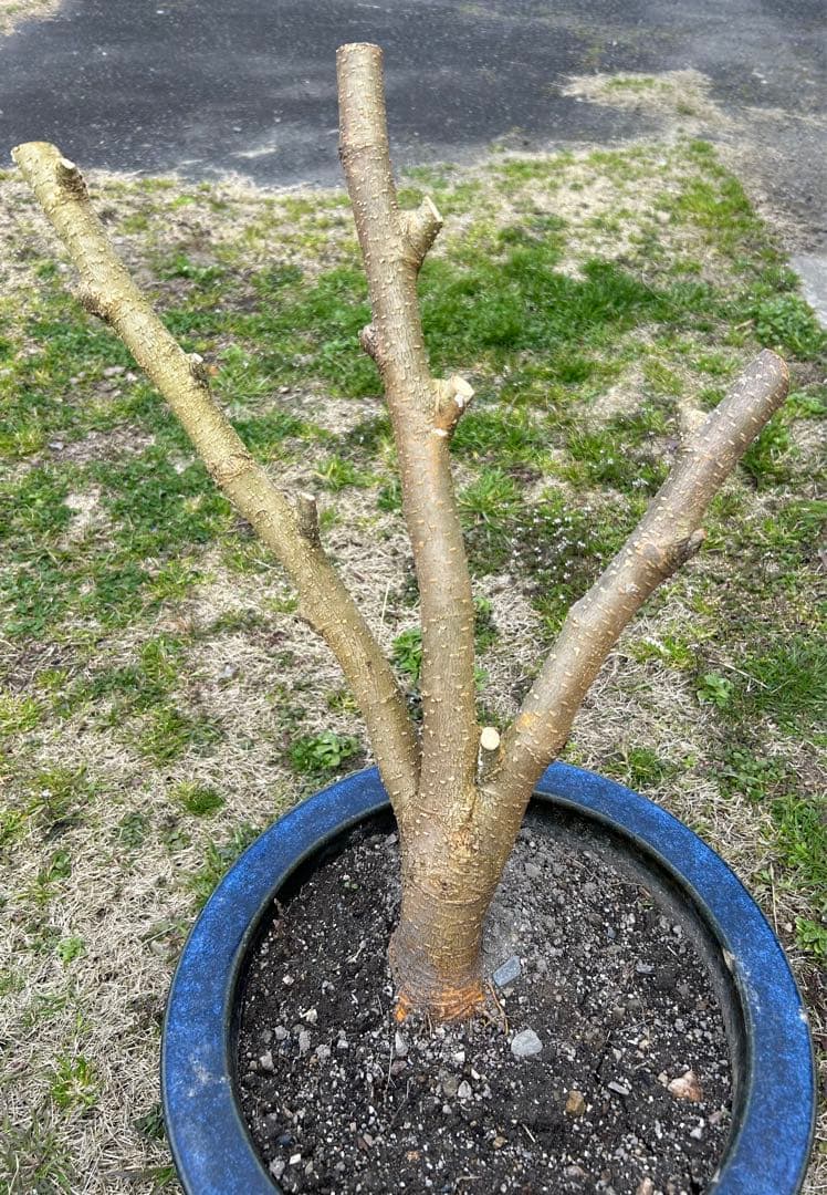 マルベリー　桑　木