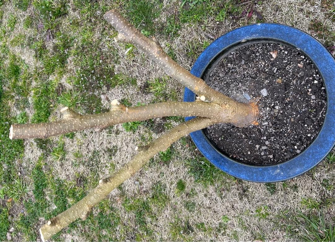 マルベリー　桑　木