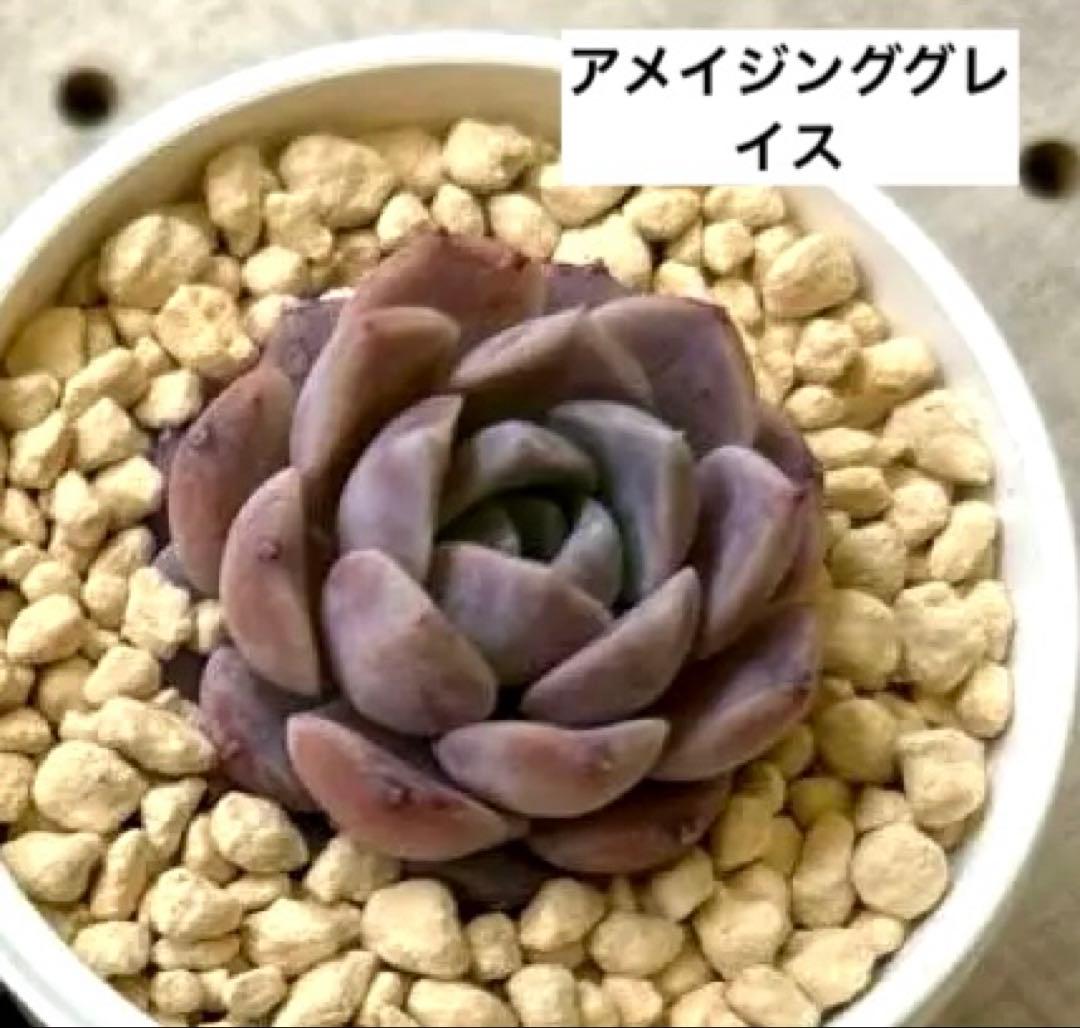 ෆ˚*感謝セールෆ˚* アメイジンググレイス 1苗 抜き苗 寄せ植え 多肉植物
