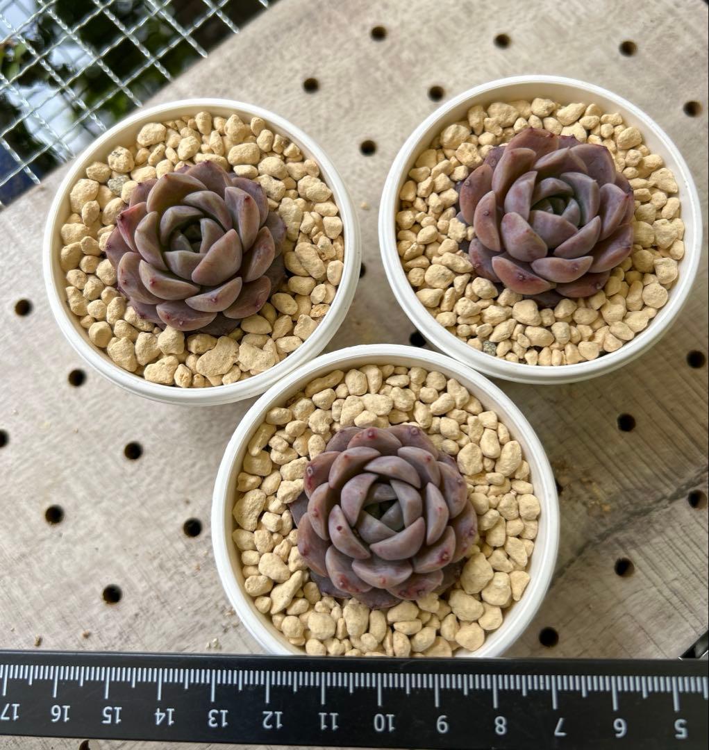 ෆ˚*感謝セールෆ˚* アメイジンググレイス 1苗 抜き苗 寄せ植え 多肉植物