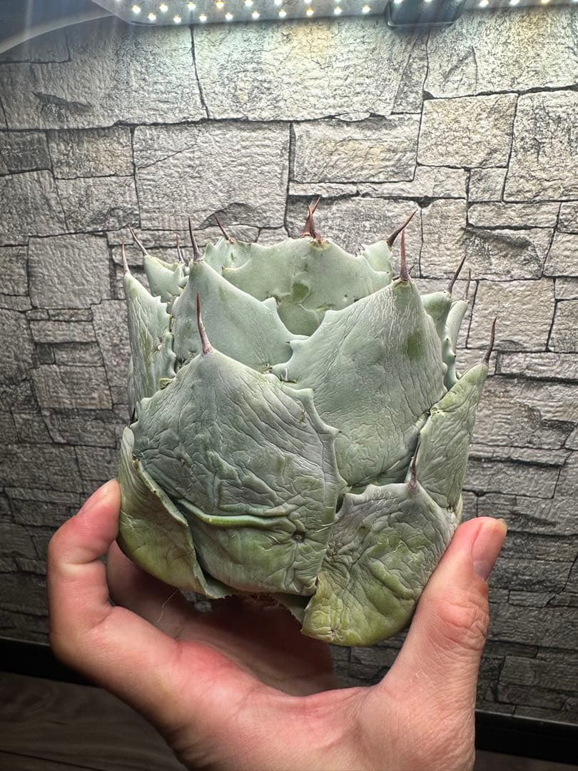 【アガベ】厚葉　白銀甲蟹　極上株