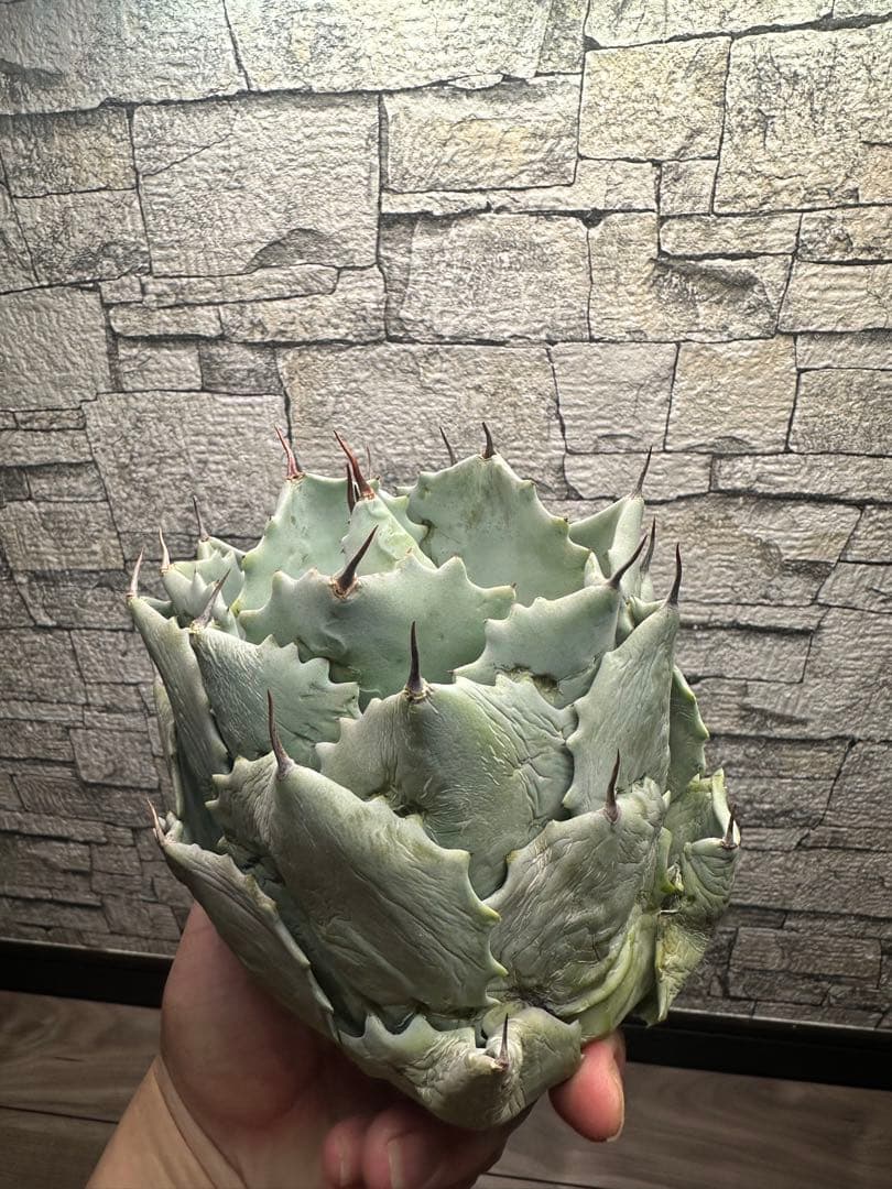 【アガベ】厚葉　白銀甲蟹　極上株
