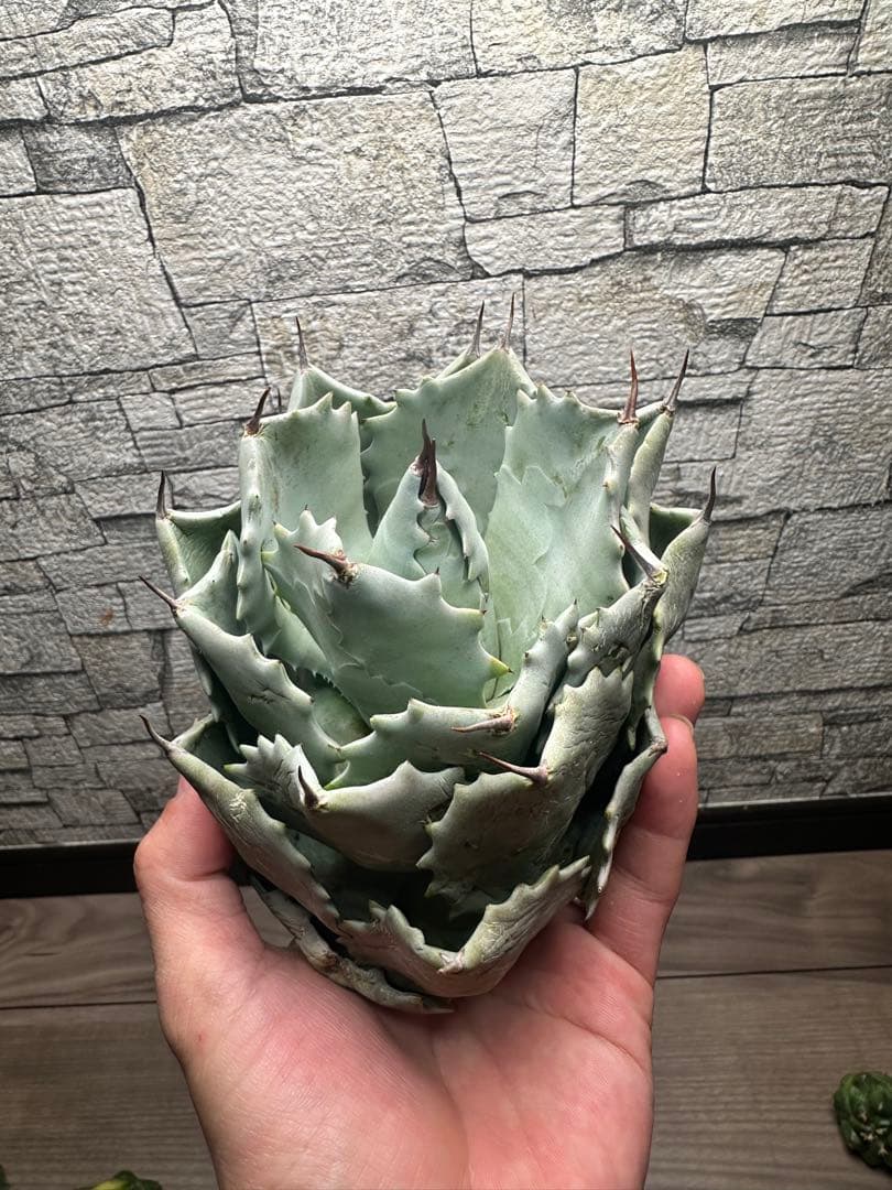 【アガベ】厚葉　白銀甲蟹　極上株