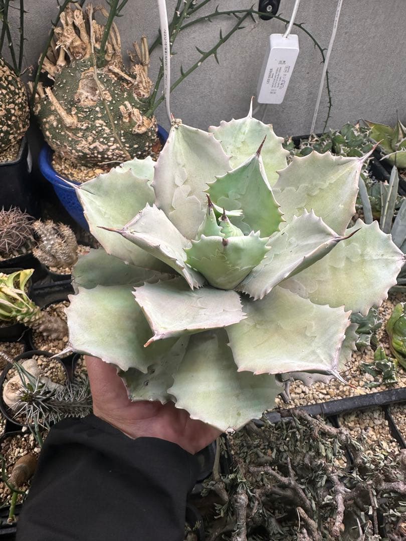 【アガベ】厚葉　白銀甲蟹　極上株