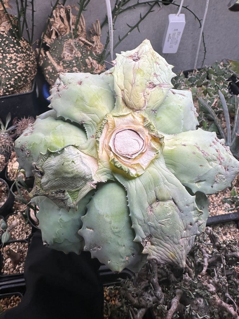 【アガベ】厚葉　白銀甲蟹　極上株