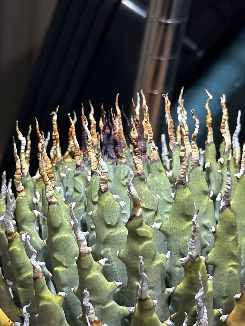 アガベ　ユタエンシス　エボリスピナ　子株販売　発根済