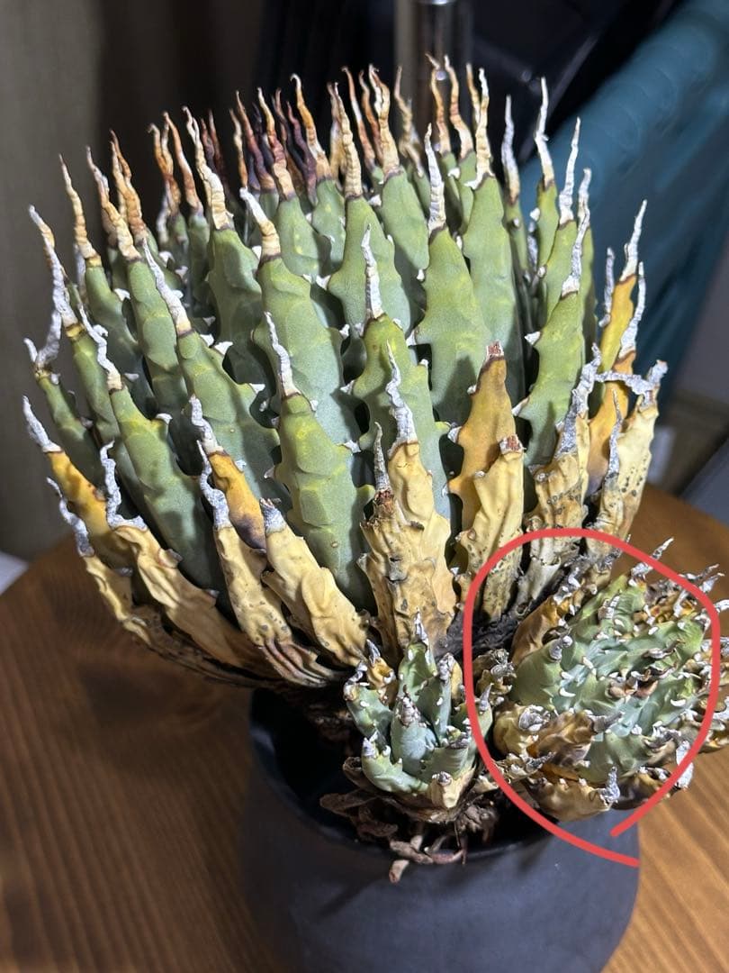 アガベ　ユタエンシス　エボリスピナ　子株販売　発根済