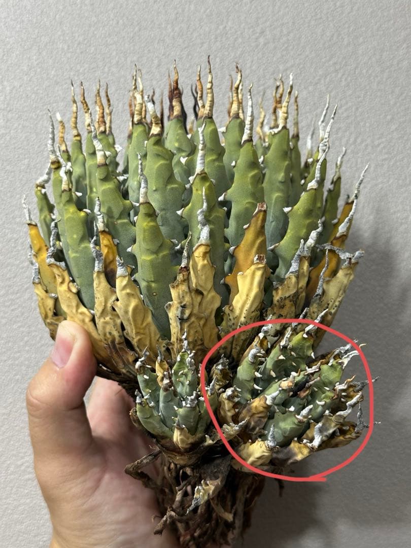 アガベ　ユタエンシス　エボリスピナ　子株販売　発根済