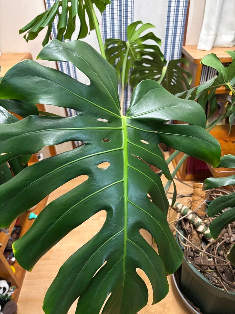 特大 巨大 モンステラ 大きい鉢 引き取り限定