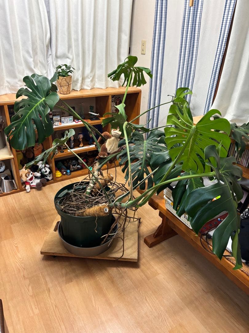 特大 巨大 モンステラ 大きい鉢 引き取り限定