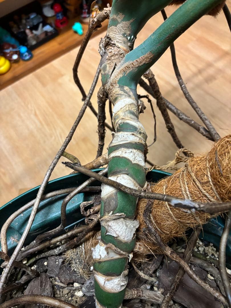 特大 巨大 モンステラ 大きい鉢 引き取り限定