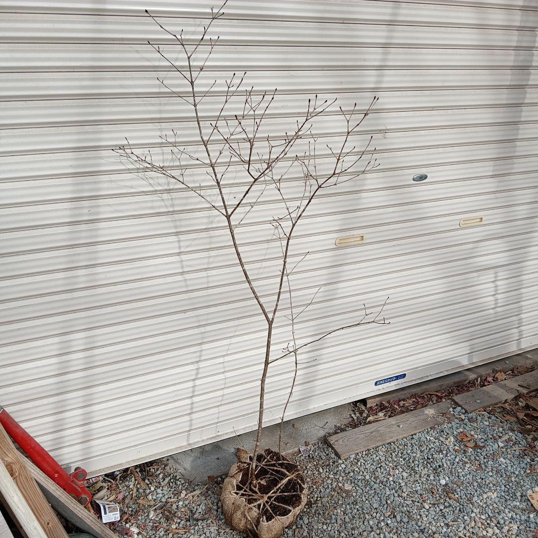 オトコヨウゾメ　山採り