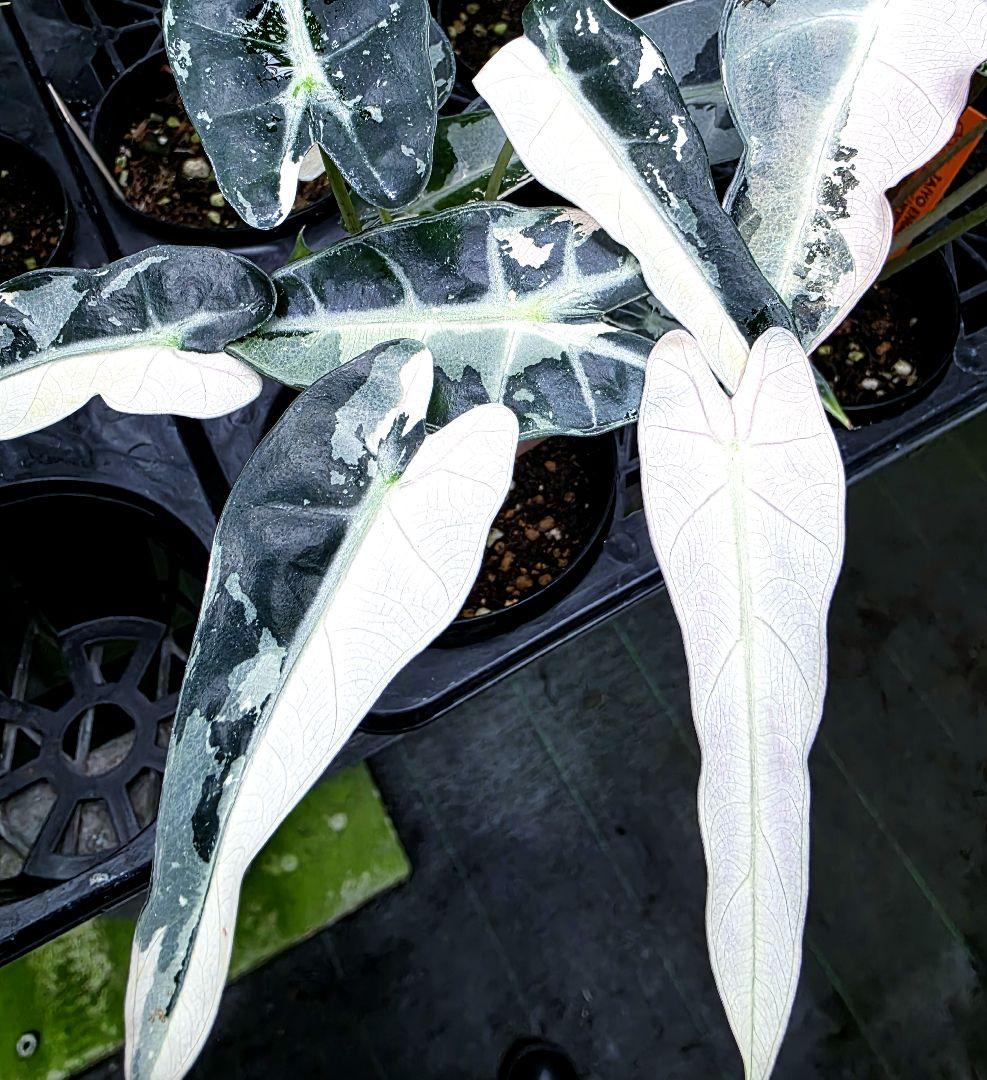 熱帯植物　アロカシア　バンビーノ　\