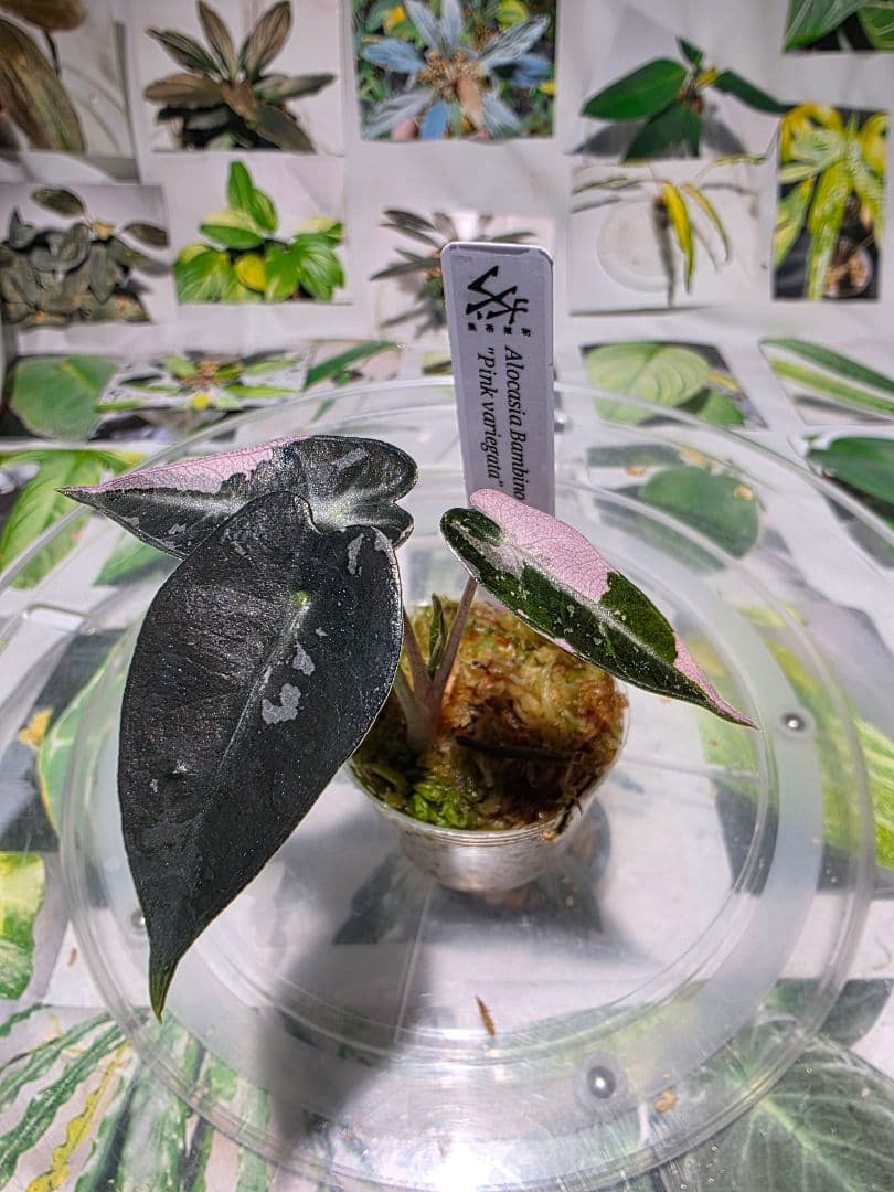 熱帯植物　アロカシア　バンビーノ　\"ピンク バリエガータ\"