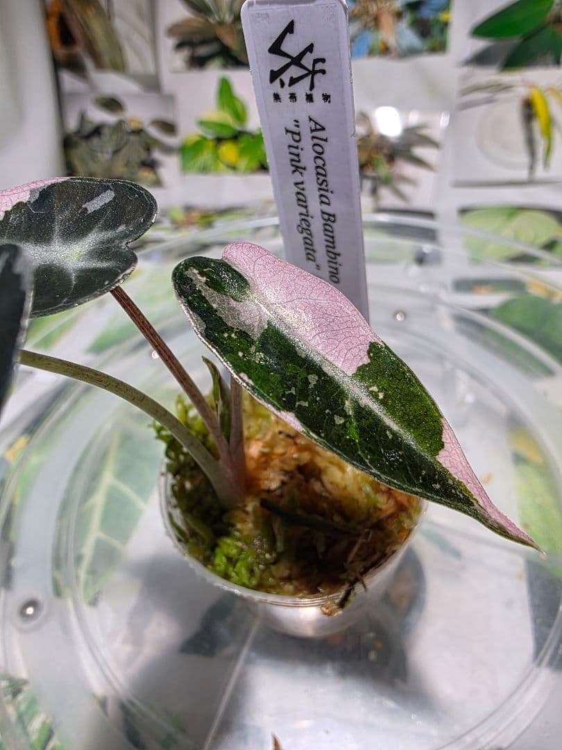 熱帯植物　アロカシア　バンビーノ　\"ピンク バリエガータ\"