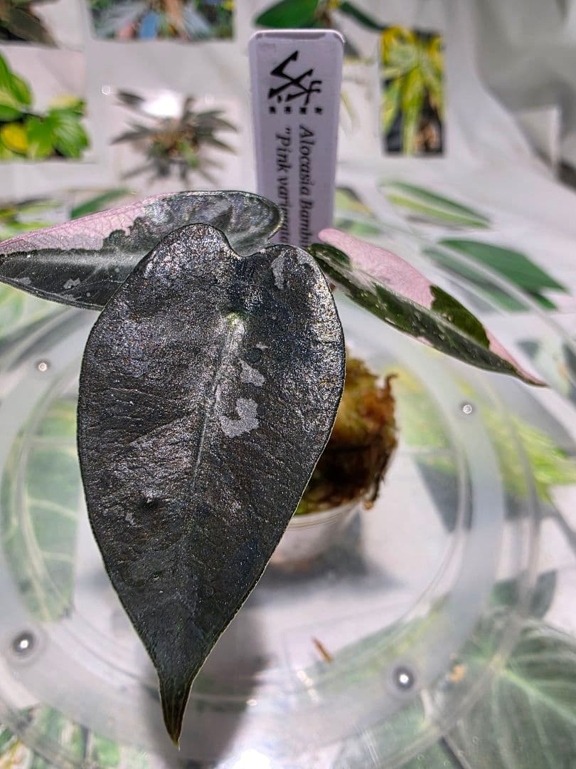 熱帯植物　アロカシア　バンビーノ　\"ピンク バリエガータ\"