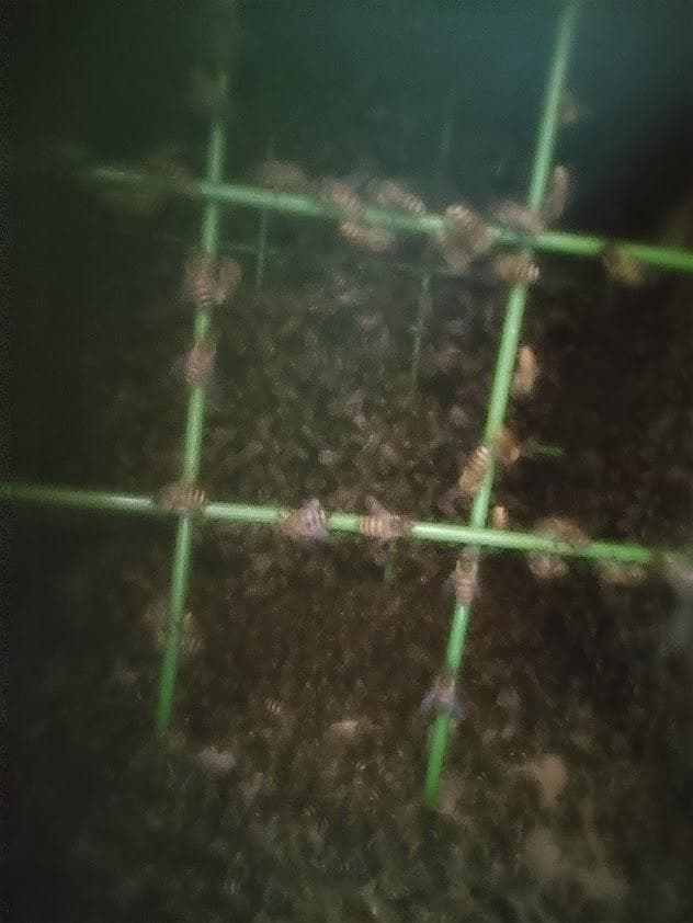 日本蜜蜂 重箱式巣箱4段 スライド底板 付巣門台座　スノコ付き　セット割有