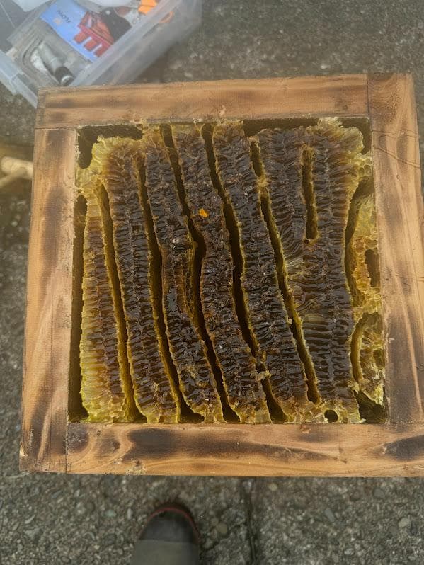 日本蜜蜂 重箱式巣箱4段 スライド底板 付巣門台座　スノコ付き　セット割有