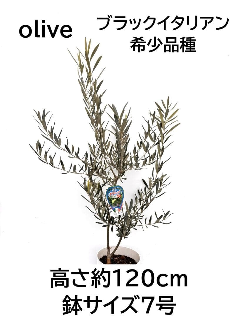 オリーブの木　ブラックイタリアン　7号　約120cm　K-310　希少　現品掲載