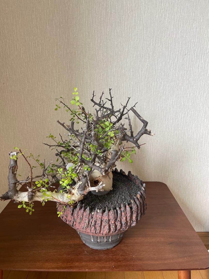 ぶ*た様 コミフォラ　カタフ　ソマリア　特大株　阪本健