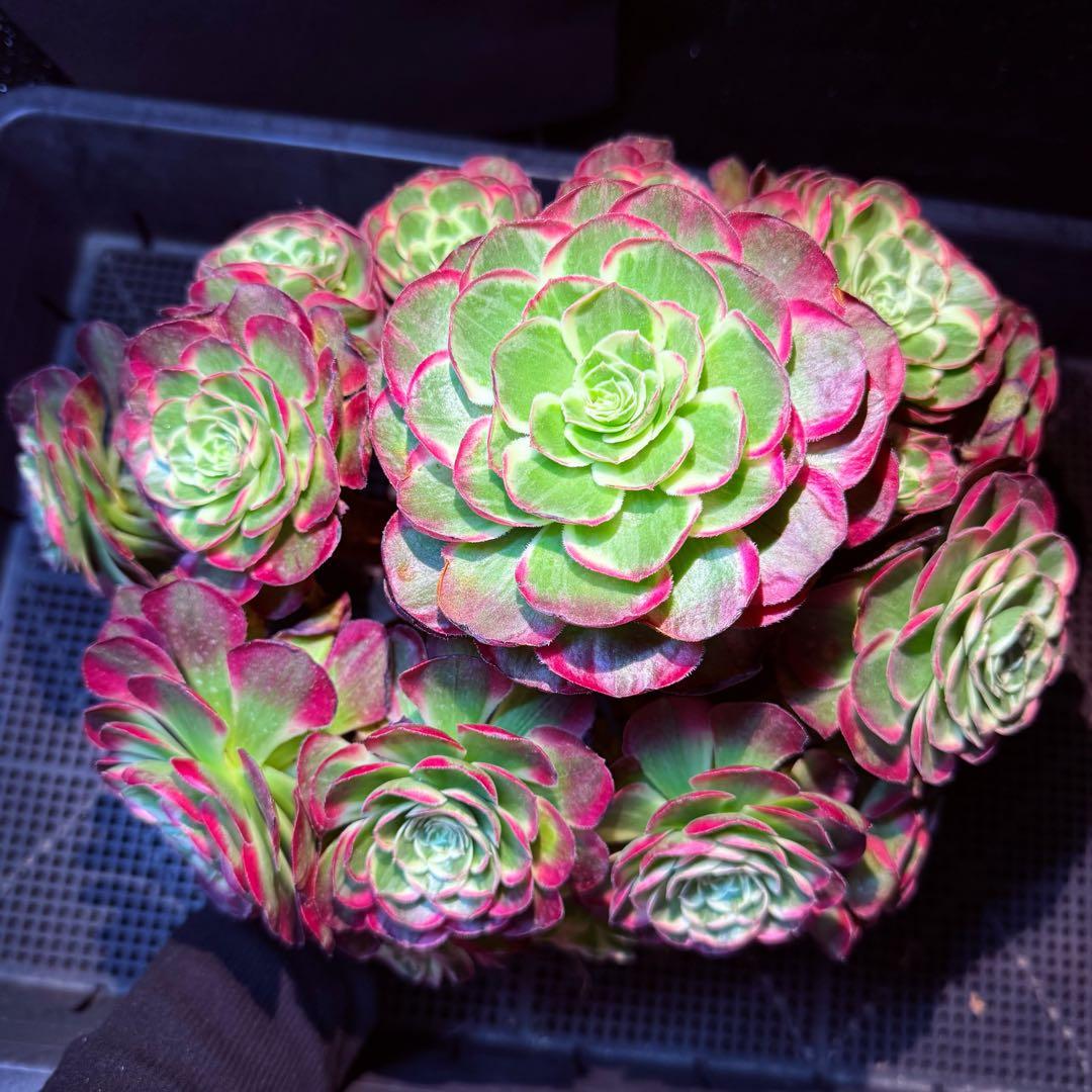 新入荷　超レア新品種　アエオニウム　ロイヤルピーコック錦　法師錦　(超大品)