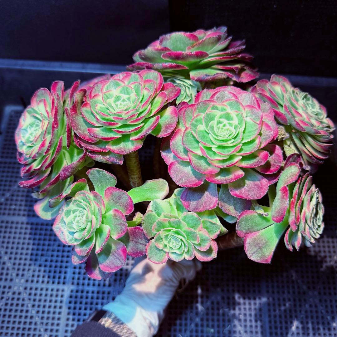 新入荷　超レア新品種　アエオニウム　ロイヤルピーコック錦　法師錦　(超大品)