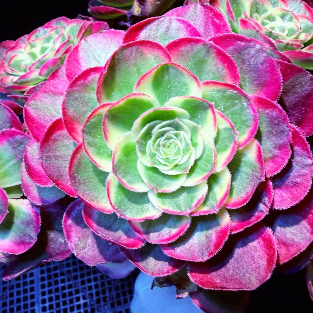 新入荷　超レア新品種　アエオニウム　ロイヤルピーコック錦　法師錦　(超大品)