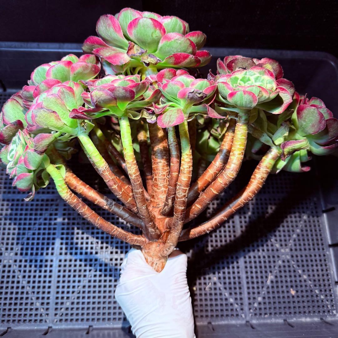 新入荷　超レア新品種　アエオニウム　ロイヤルピーコック錦　法師錦　(超大品)