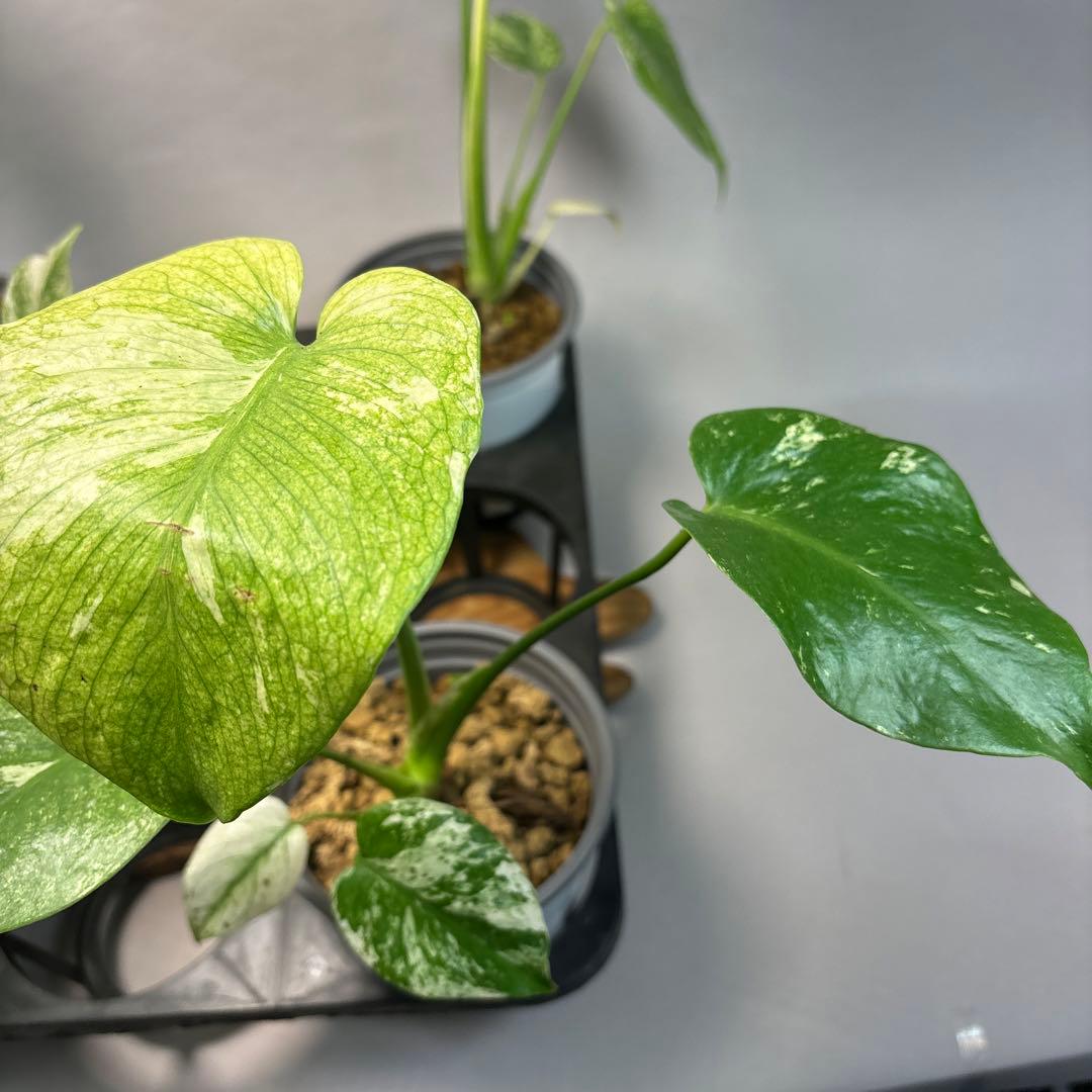 Z*O様 5株セットms15【特別選抜】ホワイトモンスター／天津蘭 モンステラ斑