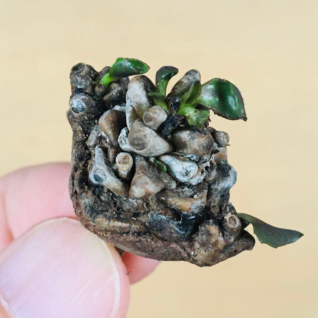 【稀少】2 オトンナ へレイ へレー TC株 塊根 コーデックス