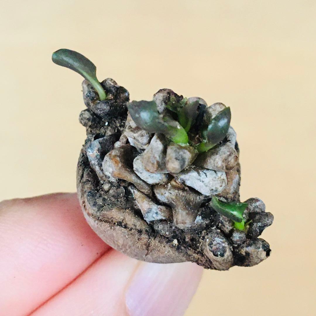 【稀少】2 オトンナ へレイ へレー TC株 塊根 コーデックス