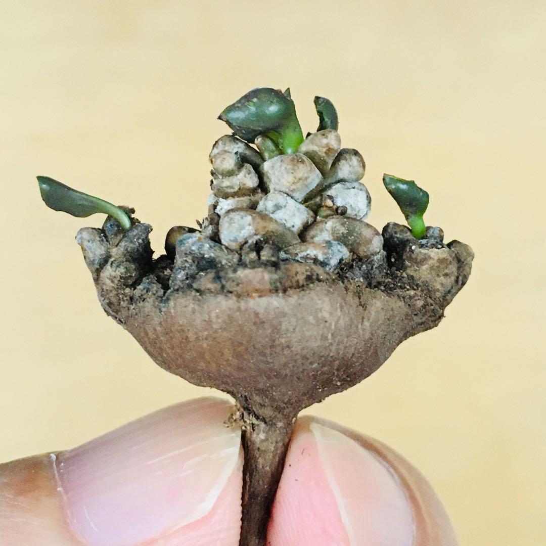 【稀少】2 オトンナ へレイ へレー TC株 塊根 コーデックス