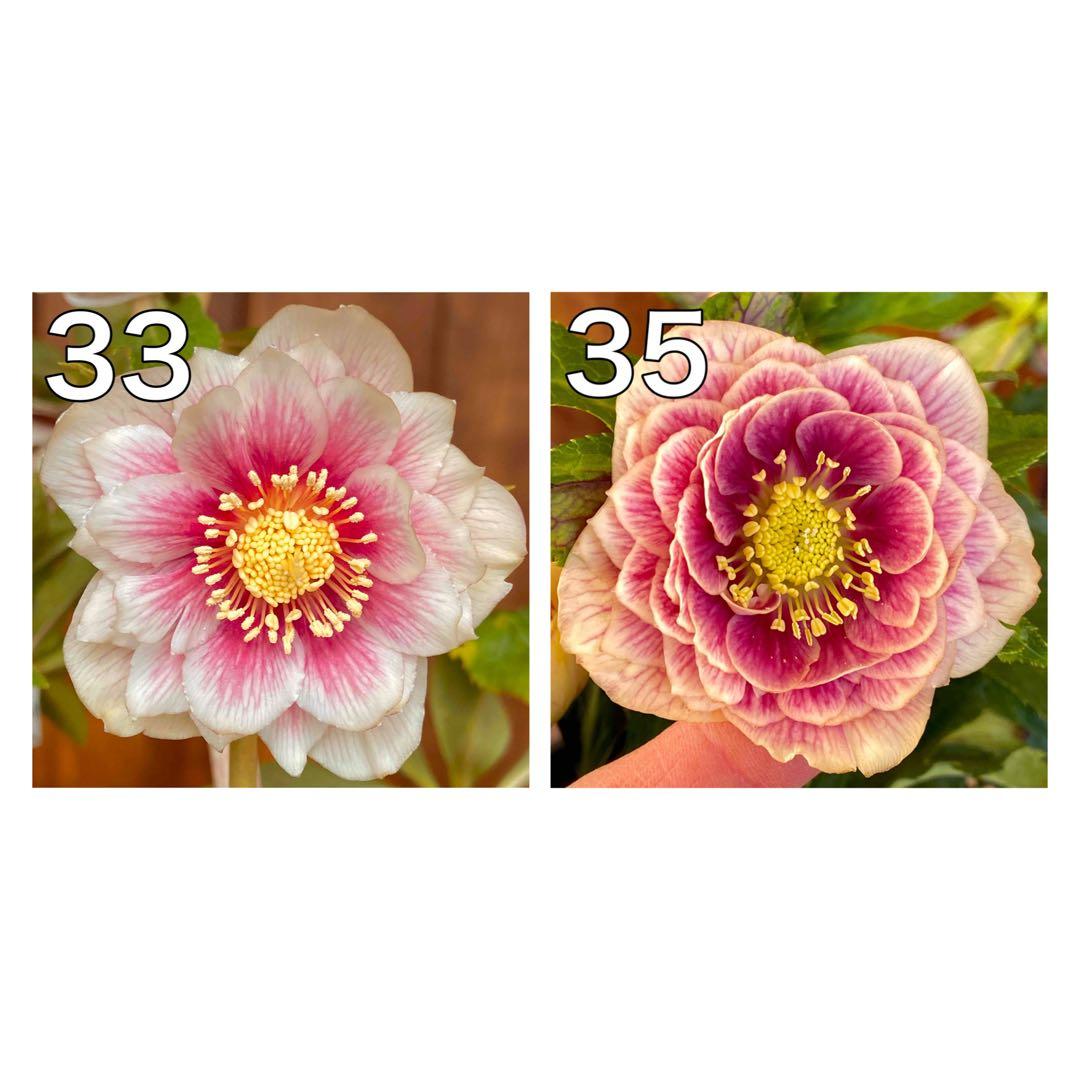 ソレイユ×ピンクスパイラル★クリスマスローズ交配苗★三年生未開花株