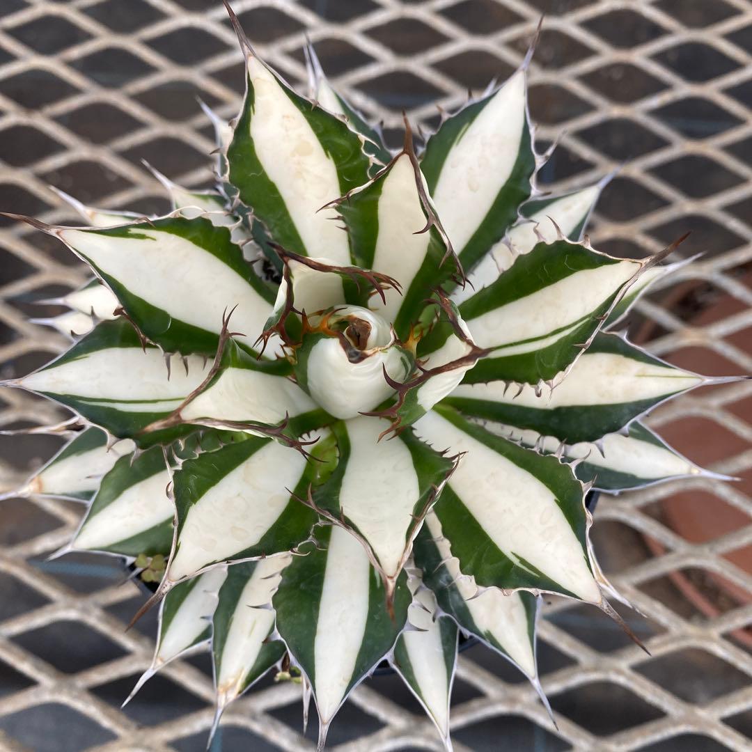 アガベ　ホリダ白中斑入　極上