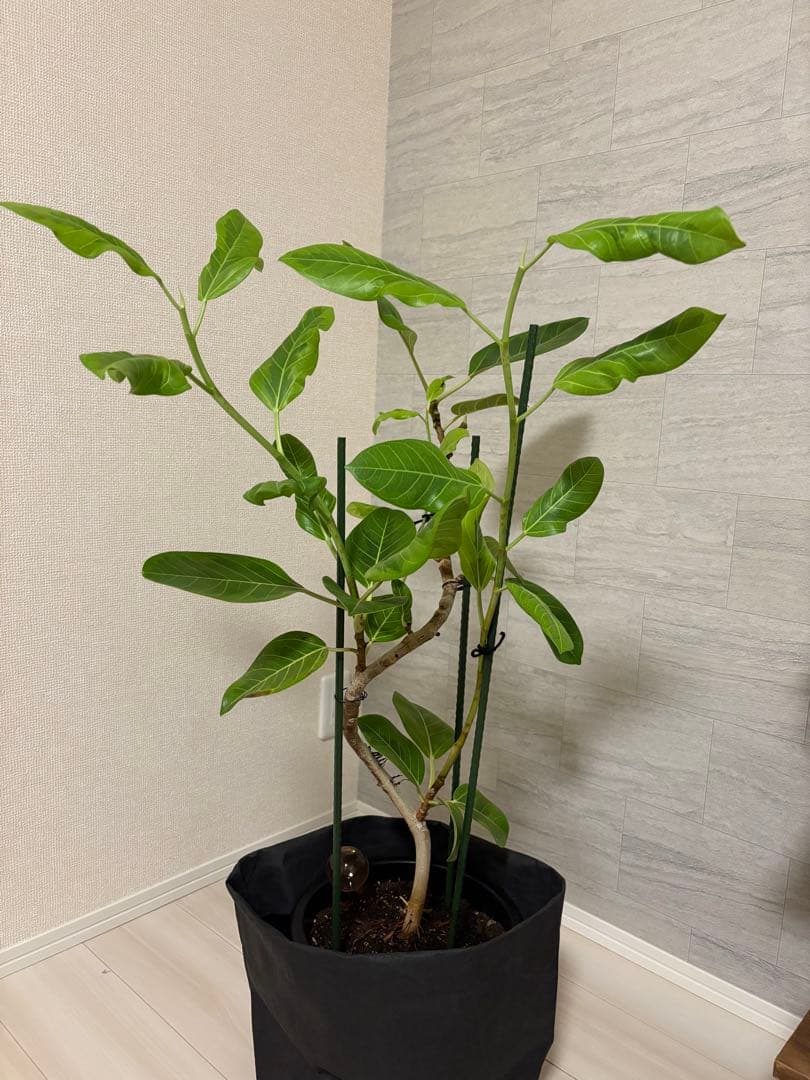 フィカス　確認用　購入不可