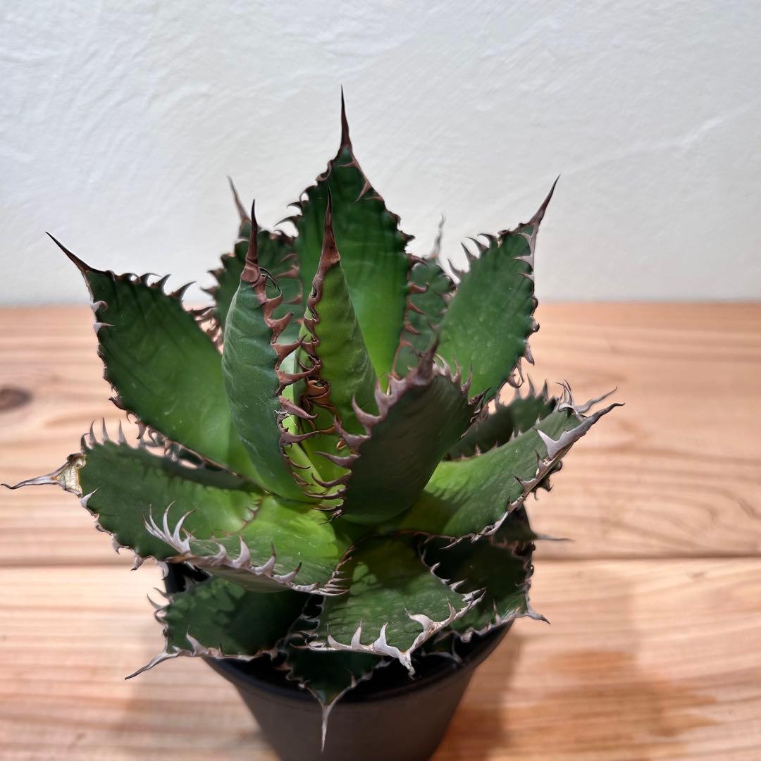 アガベ・ホリダ　4号鉢　鋸歯が美しい人気種