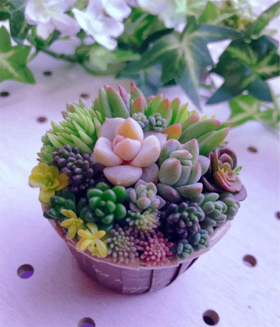 ★★セダム畑❤️★ちまちまキュンキュン★寄せ植え★このまま飾れます★多肉植物