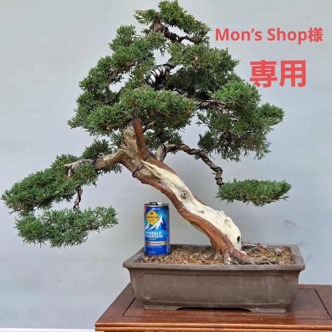 真柏　[模様木]　大品盆栽