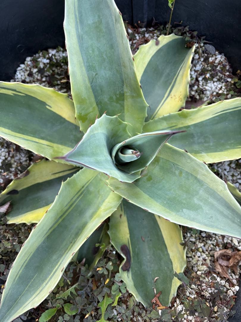 アガベ オバティフォリア オルカ