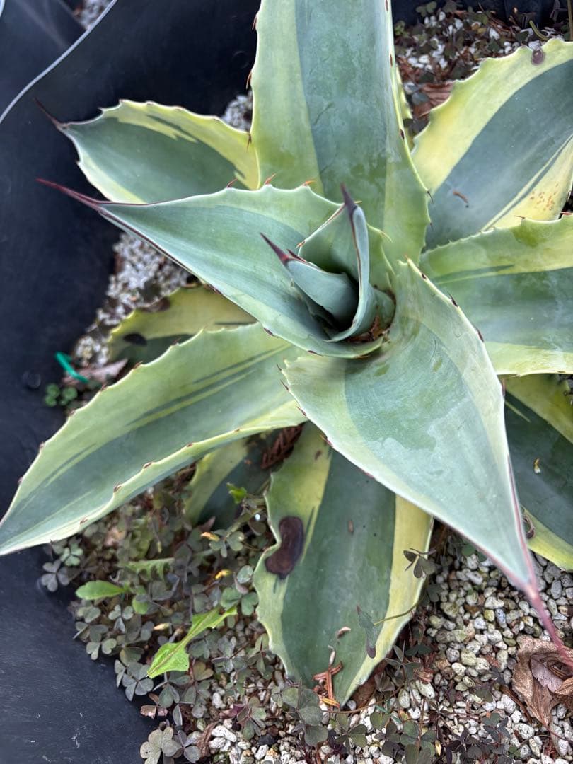 アガベ オバティフォリア オルカ