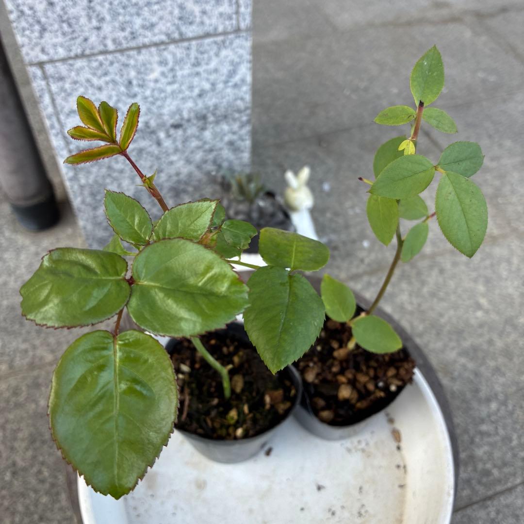 バラ苗　購入前にコメント