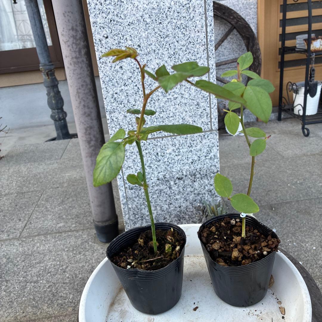 バラ苗　購入前にコメント