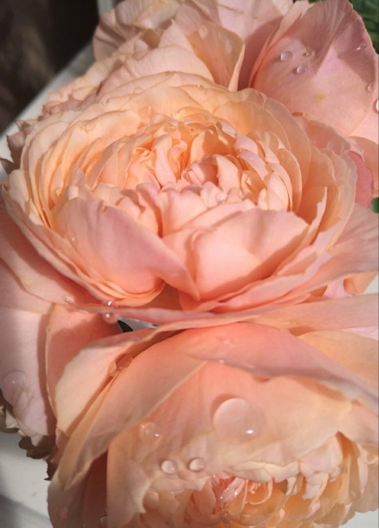 バラ苗　購入前にコメント