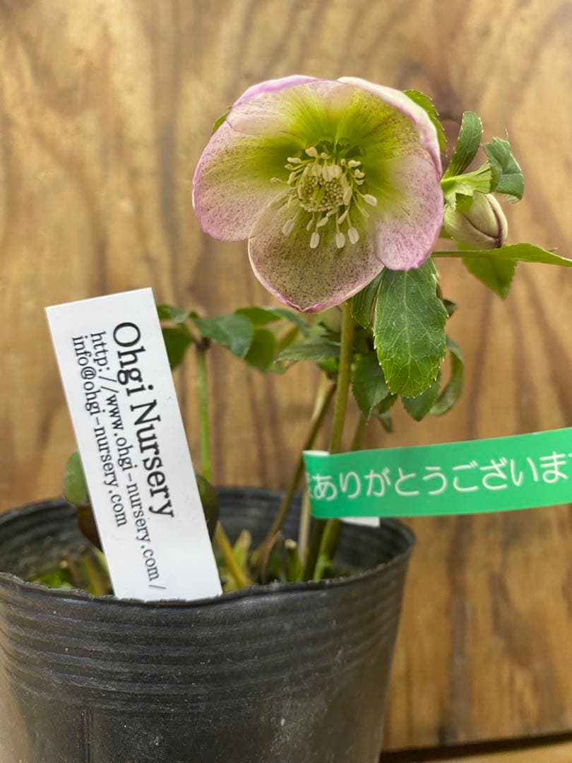 オキシ系　大木ナーセリー