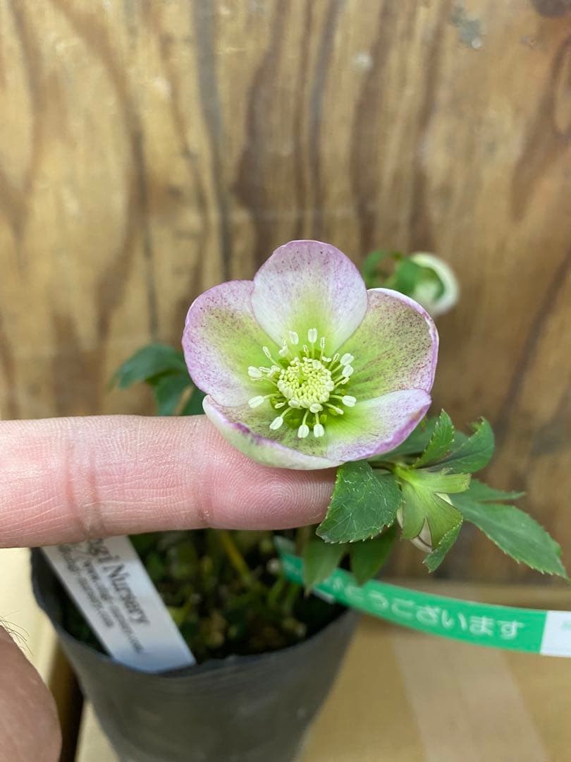 オキシ系　大木ナーセリー