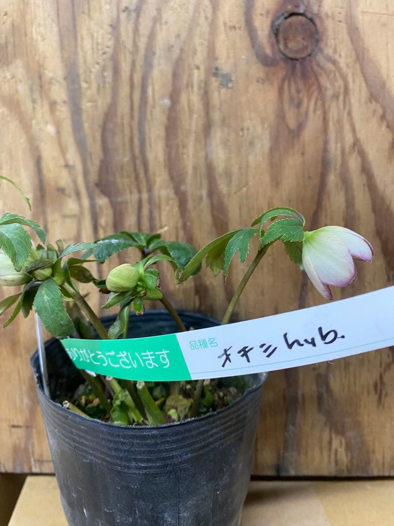 オキシ系　大木ナーセリー