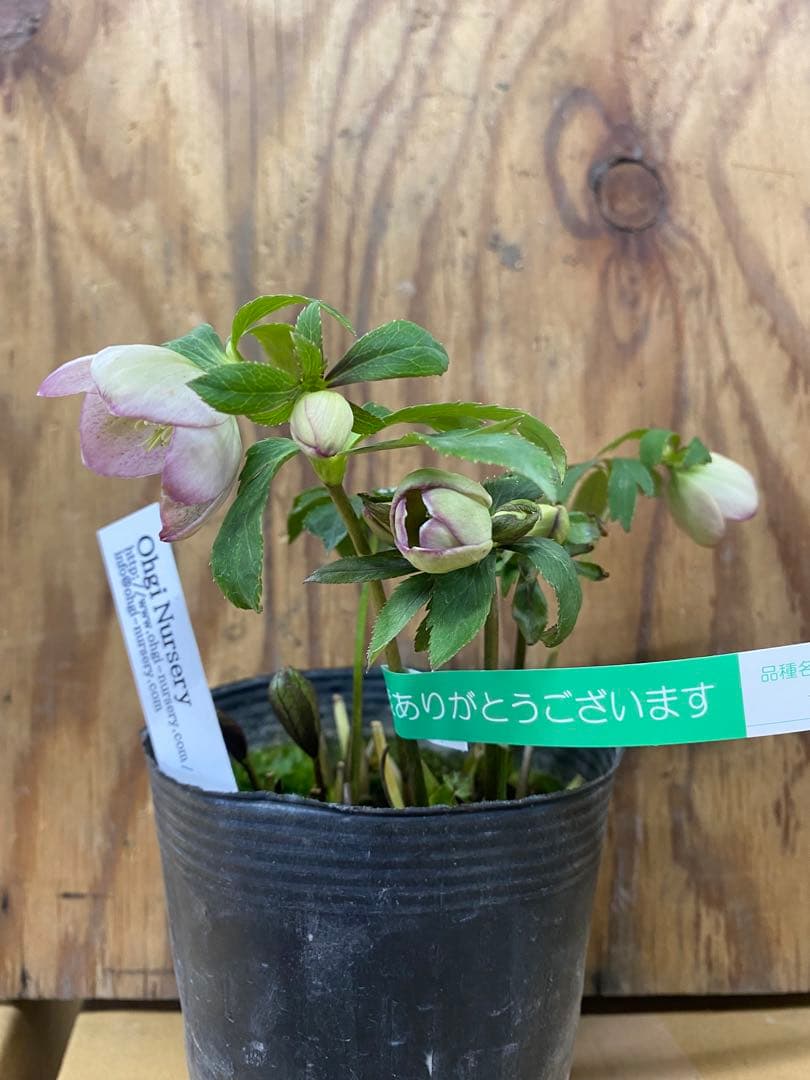 オキシ系　大木ナーセリー