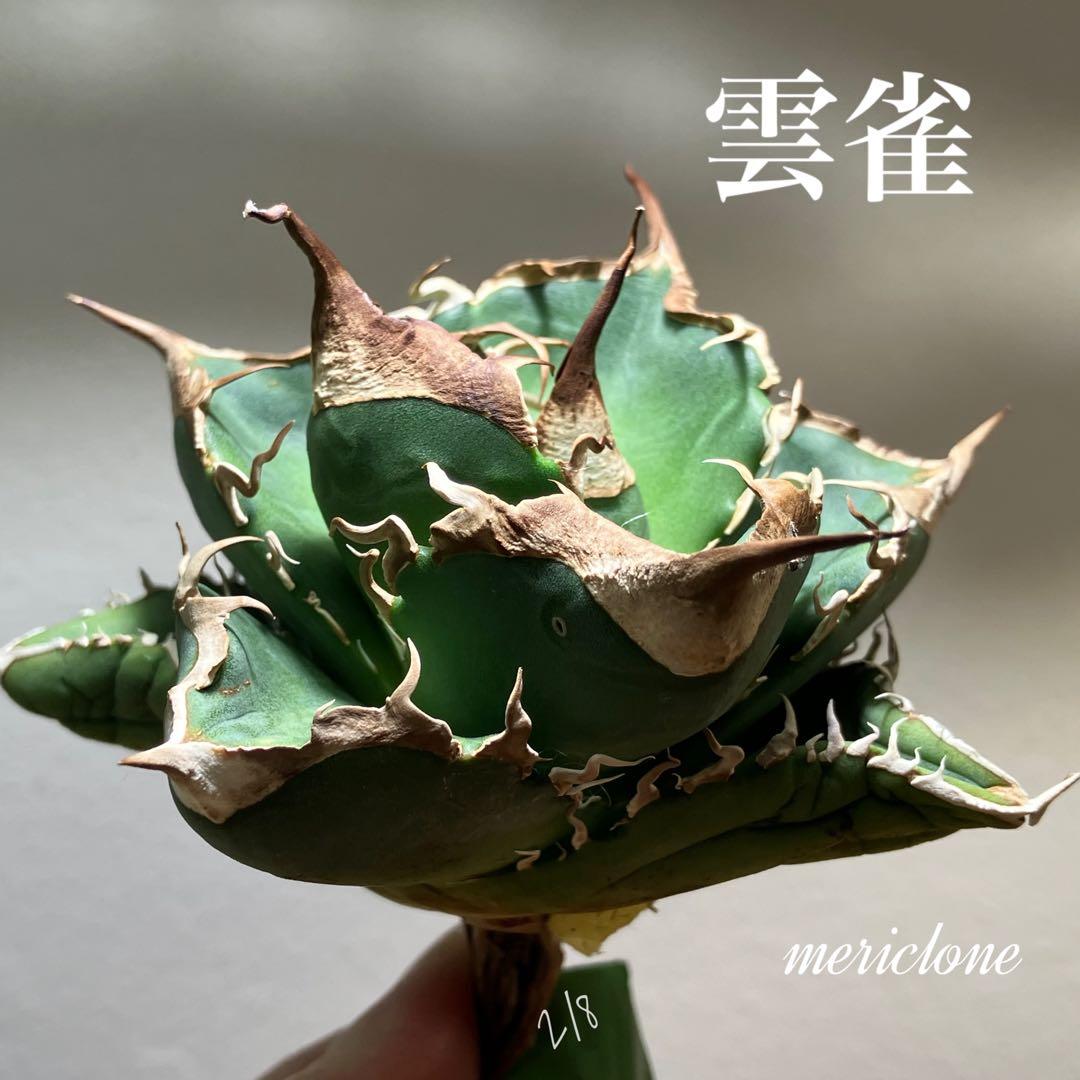 【CR7】速達　超選抜　特大　太棘　長棘　アガべ　チタノタ　雲雀　TC